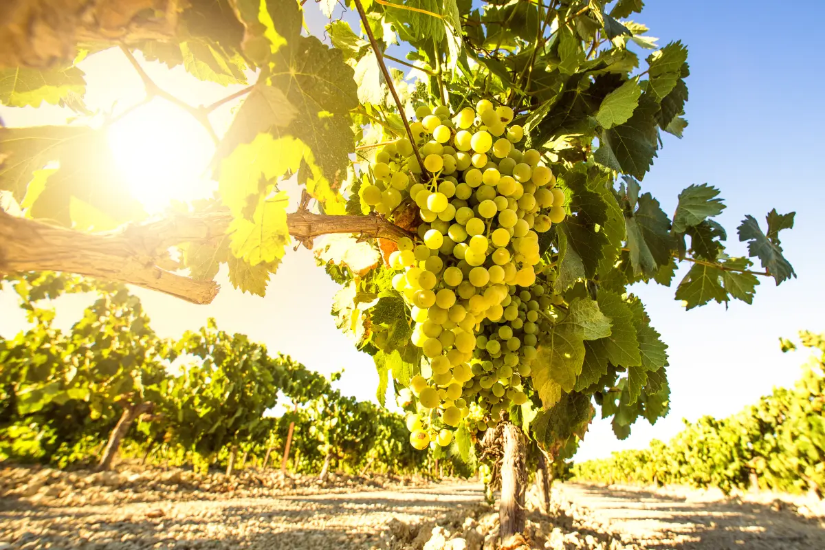 weisswein_reben_weinberg_plantage_sonnenstrahl