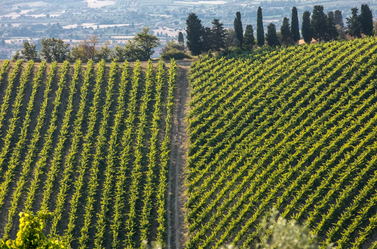 trebbiano_abruzzo_huegel_berge_wein