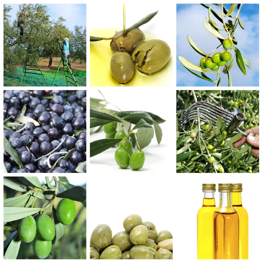 oliven_collage_ernte_baueme_oliven_oel_flaschen