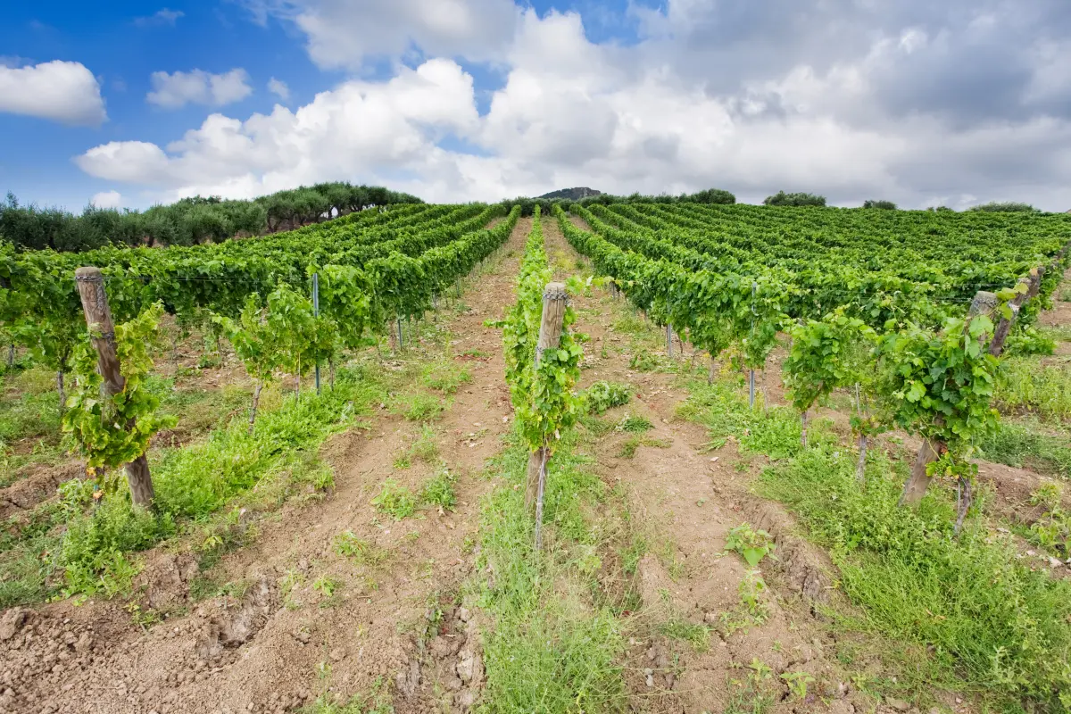 sizilien_weinberge_olivenbaueme