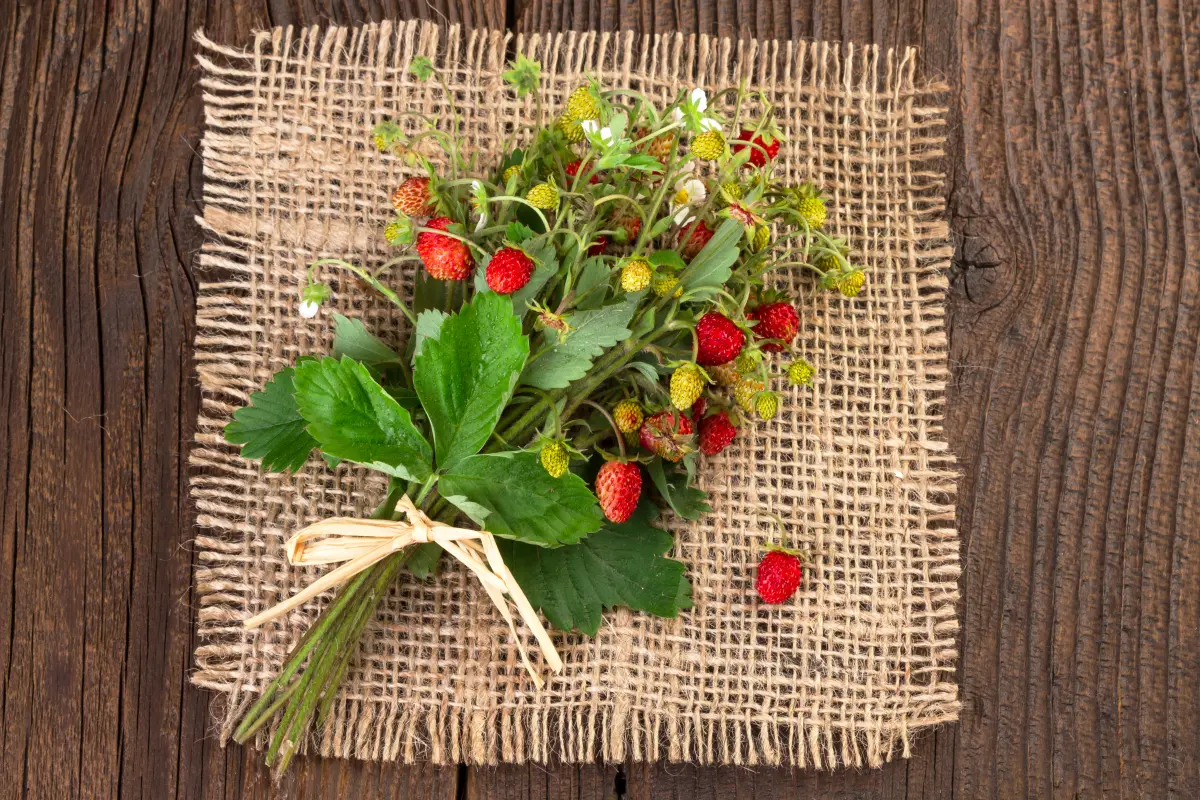 fragolino_wilde_erdbeeren_jute