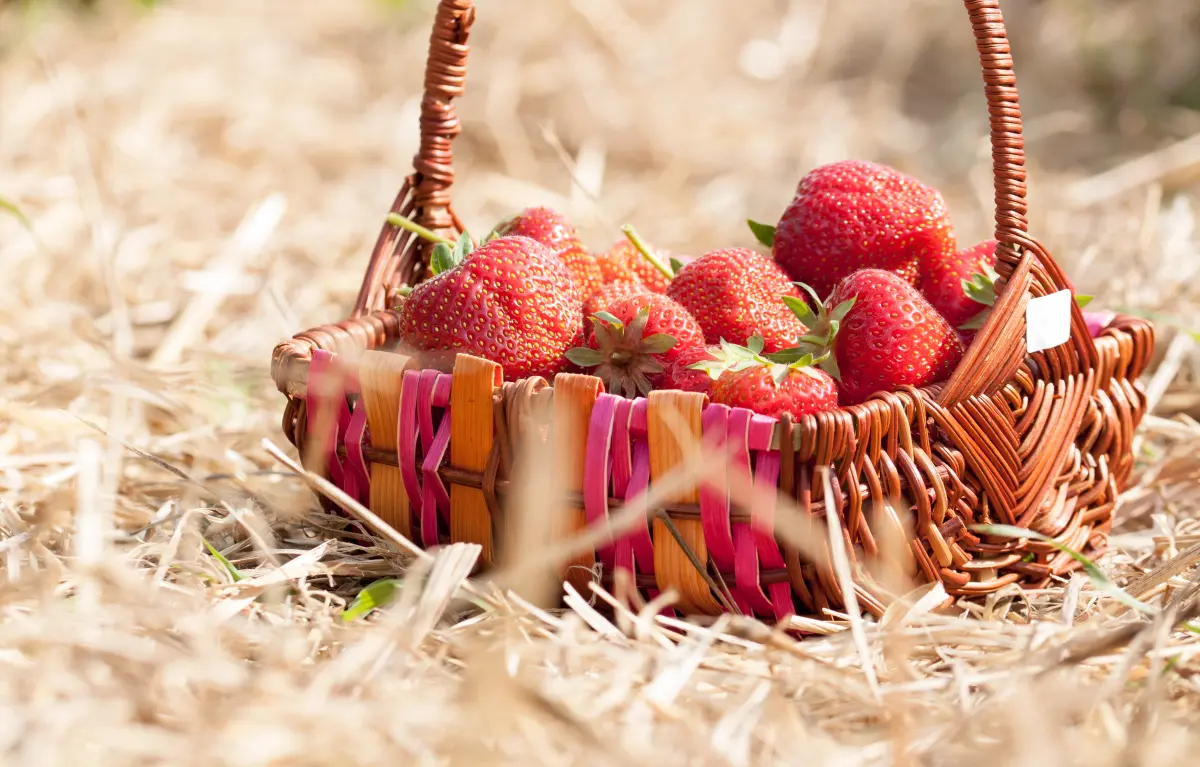 fragolino_frische_erdbeeren_korb