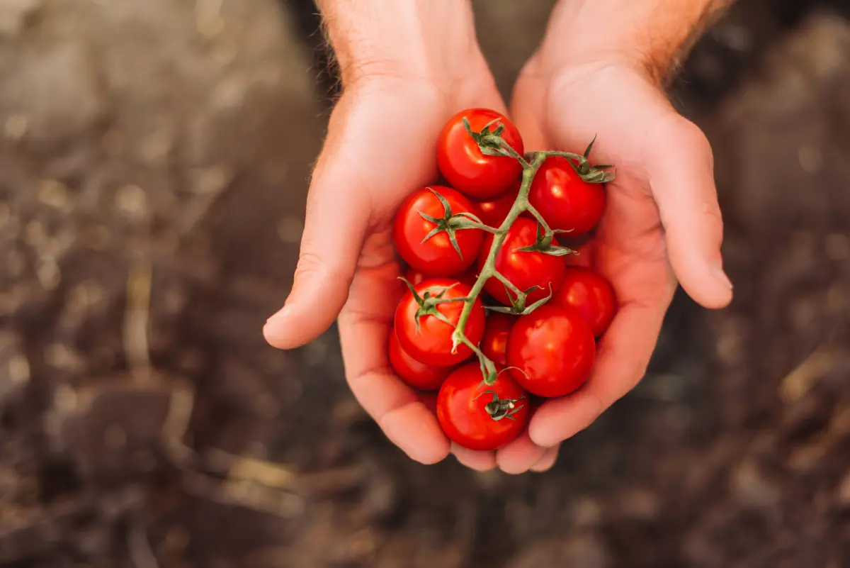 tomaten_kirschtomaten_haende