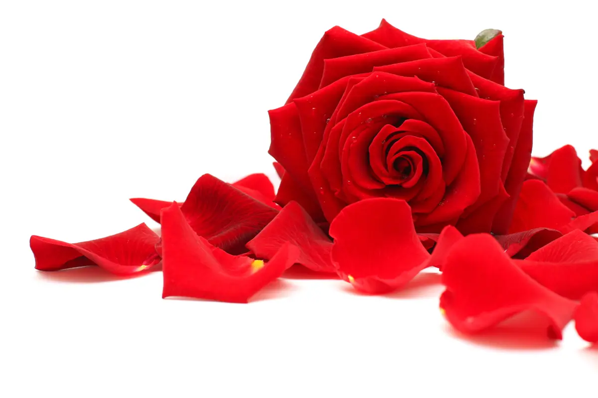 rosenlikoer_rote_rose_blaetter