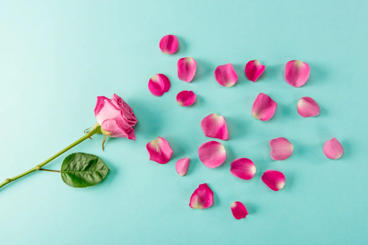 rosenlikoer_blueten_blaetter_rosen