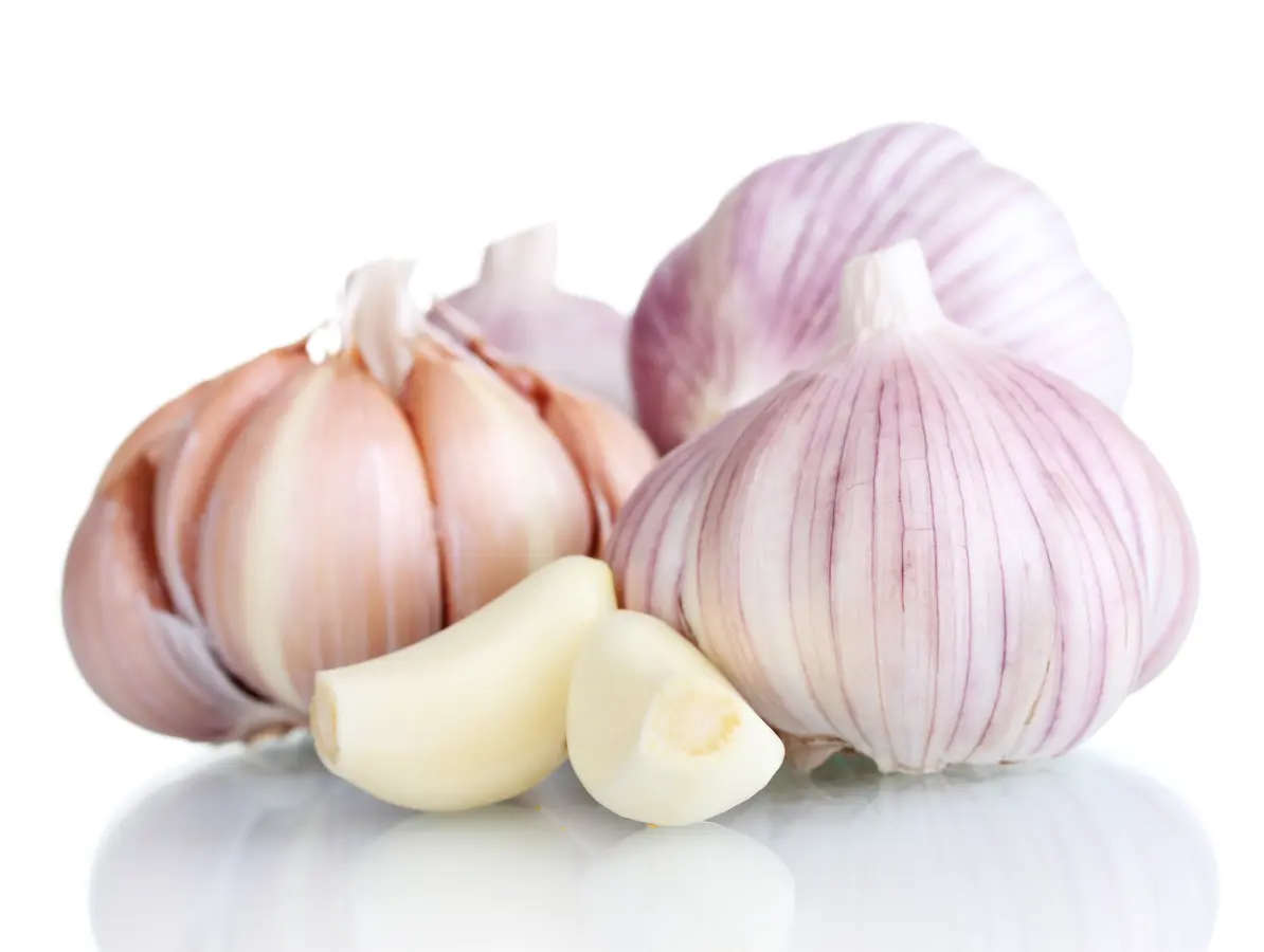 pure_botano_knoblauch_knolle