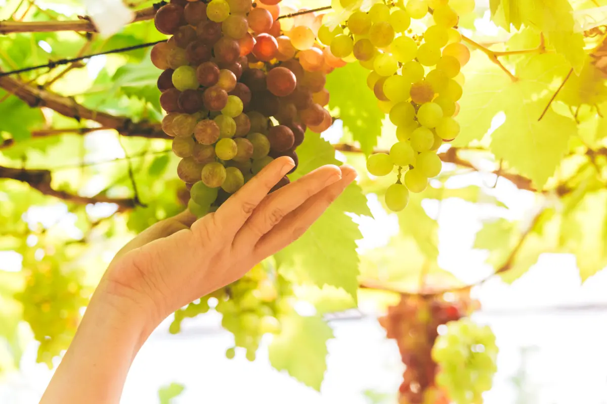 trebbiano_abruzzo_ernte_weisswein_hand_sonnenstrahl