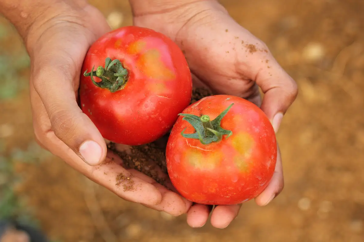 Frische Tomaten