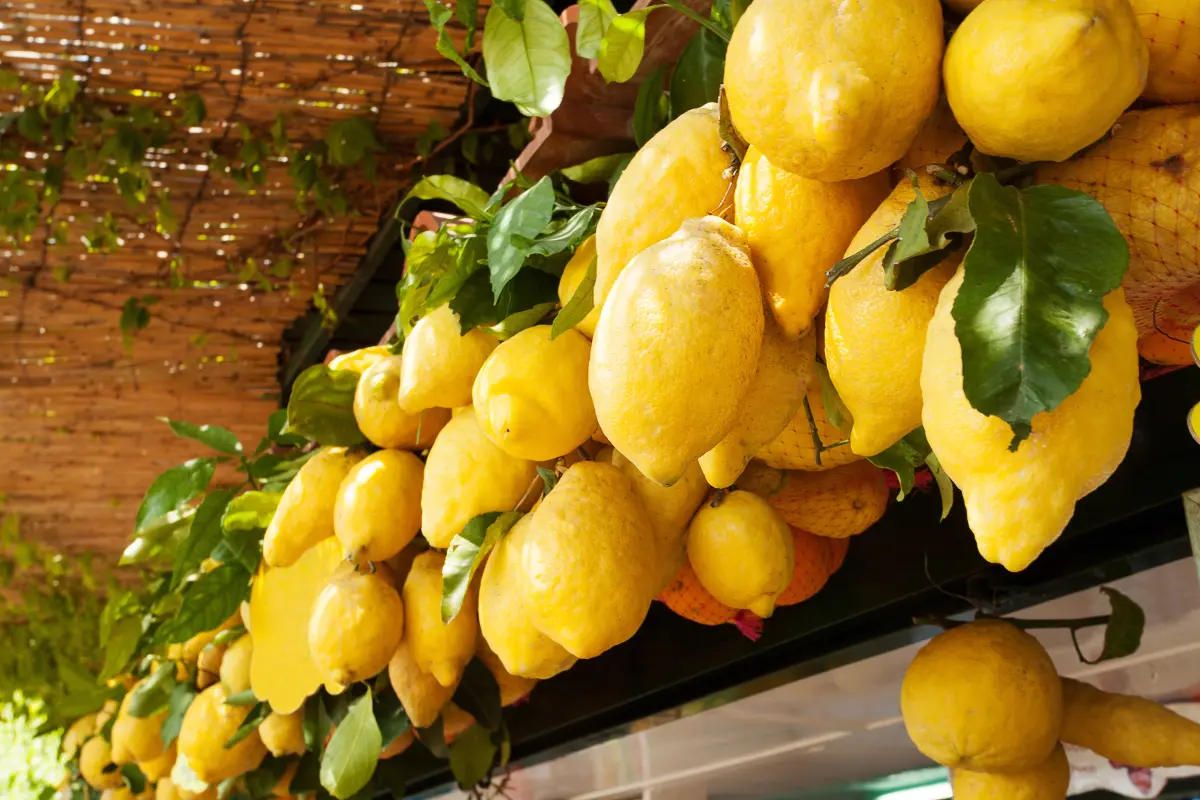 limoncello_capri_neapel_italienische_zitronen