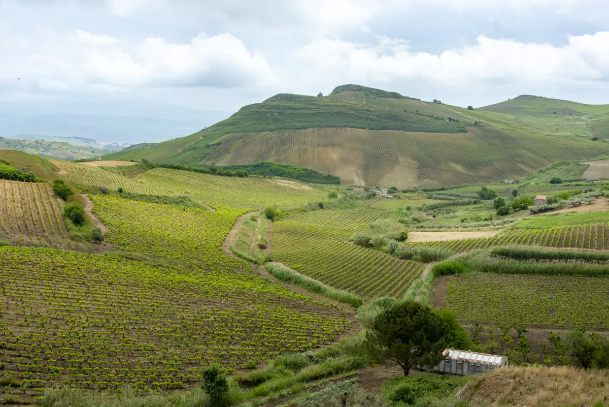 sizilien_weinberg_italien