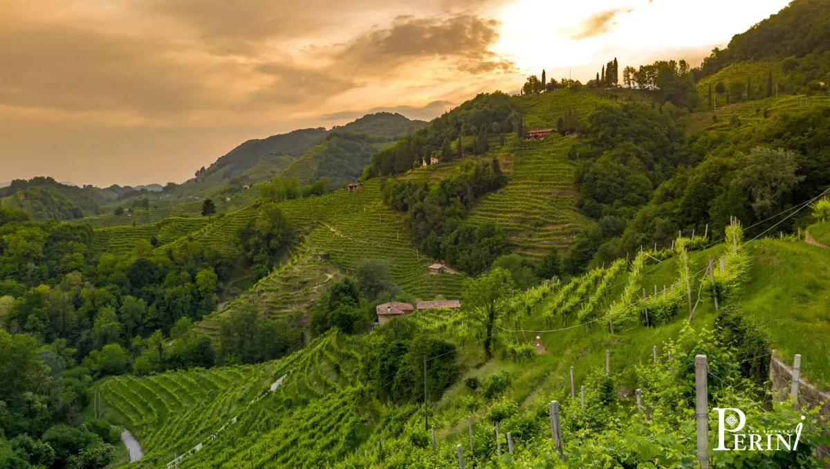 villa_perini_weinberge_conegliano