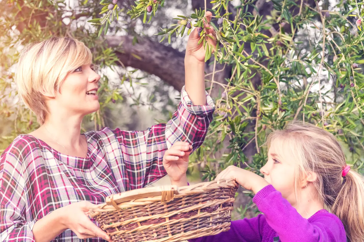 olivenernte_mutter_tochter_korb_beim_pfluecken_ernten