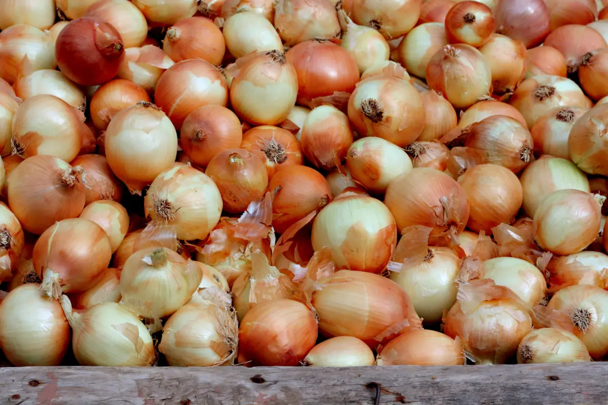 zwiebelpulver_frische_zwiebel_wochenmarkt