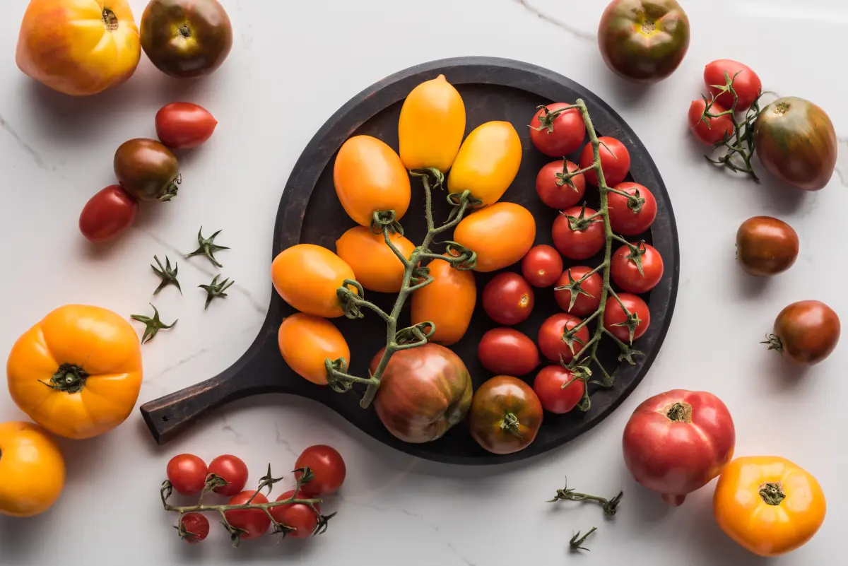 tomaten_vielfalt_verschieden_reifegrade